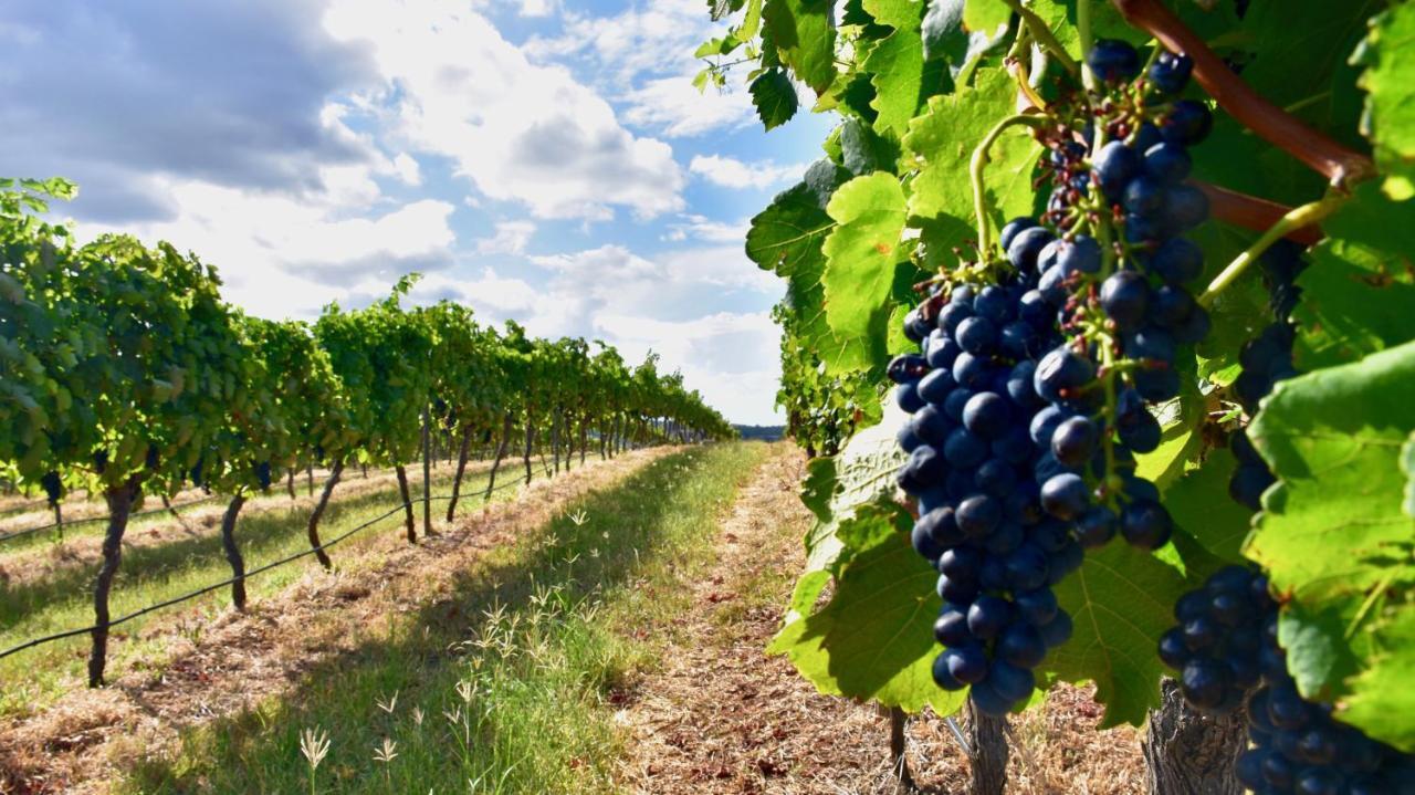 Hanging Tree Wines Pokolbin Zewnętrze zdjęcie